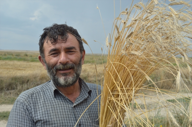Siyez buğdayı 3000 yıl sonra Frigya'da üretildi
