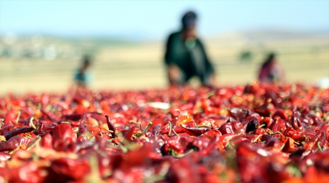 Kahramanmaraş'ta "acı" hasat başladı
