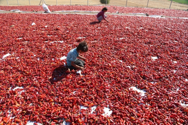 Kahramanmaraş'ta "acı" hasat başladı