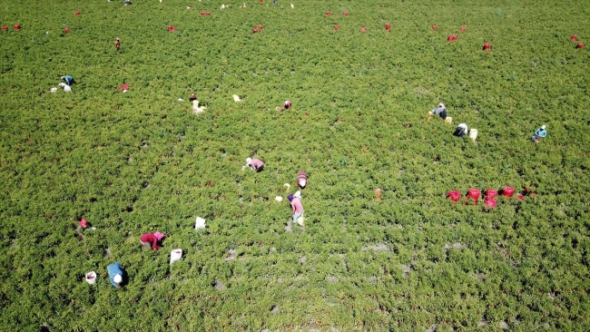 Kahramanmaraş'ta "acı" hasat başladı