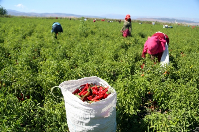 Kahramanmaraş'ta "acı" hasat başladı