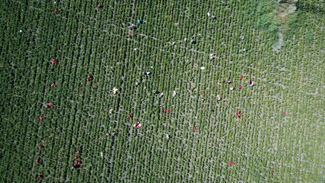 Kahramanmaraş'ta "acı" hasat başladı