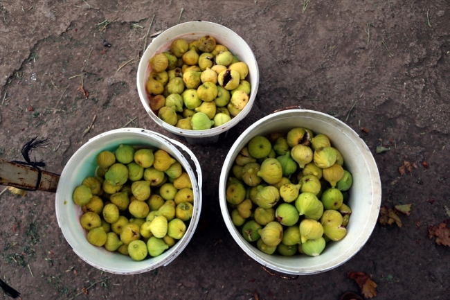 Hatay'da ev kadınları kış hazırlıklarına başladı