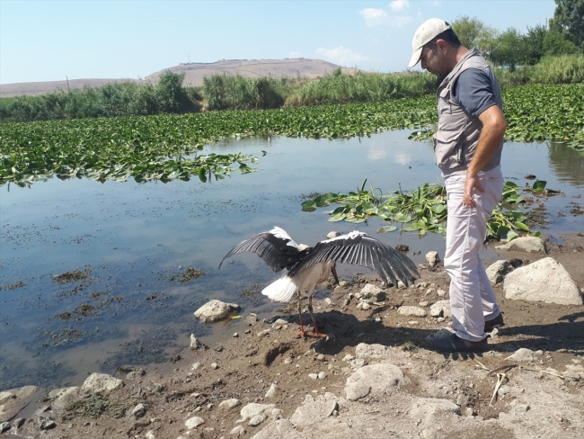 Afrin'de görevli Mehmetçik'in leylek şefkati