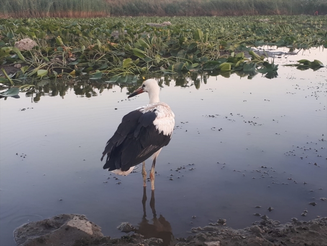 Afrin'de görevli Mehmetçik'in leylek şefkati