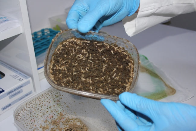 Sinek larvaları geç iyileşen yaraların tedavisinde kullanılıyor