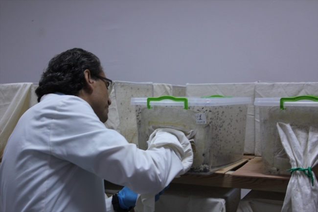 Sinek larvaları geç iyileşen yaraların tedavisinde kullanılıyor