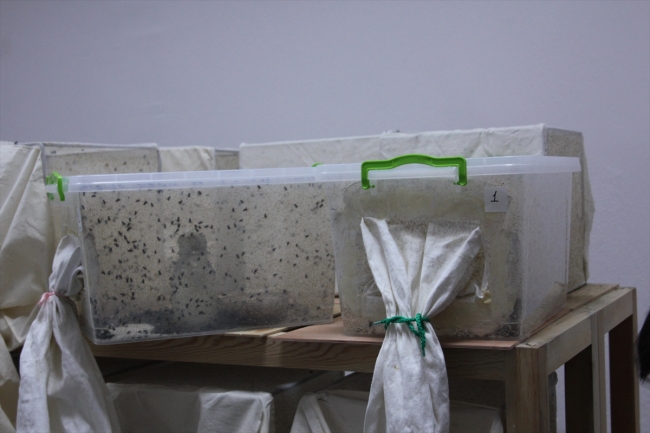 Sinek larvaları geç iyileşen yaraların tedavisinde kullanılıyor