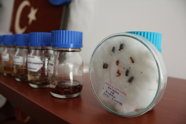 Sinek larvaları geç iyileşen yaraların tedavisinde kullanılıyor