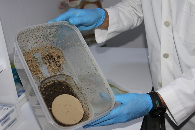 Sinek larvaları geç iyileşen yaraların tedavisinde kullanılıyor