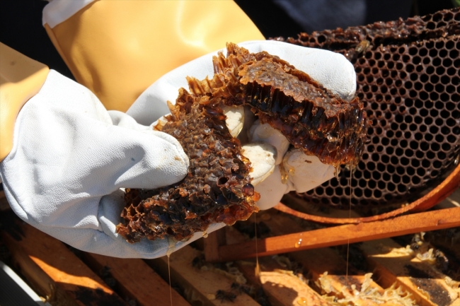 Toros Dağları'nın kadın arıcıları bal üretimine hazırlanıyor