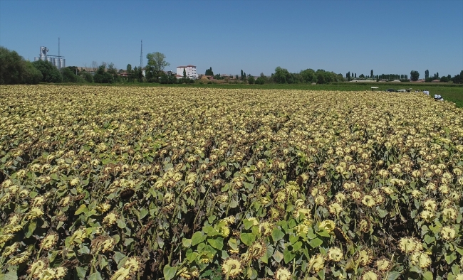 Ay çekirdeği üreticisinin yüzü gülecek