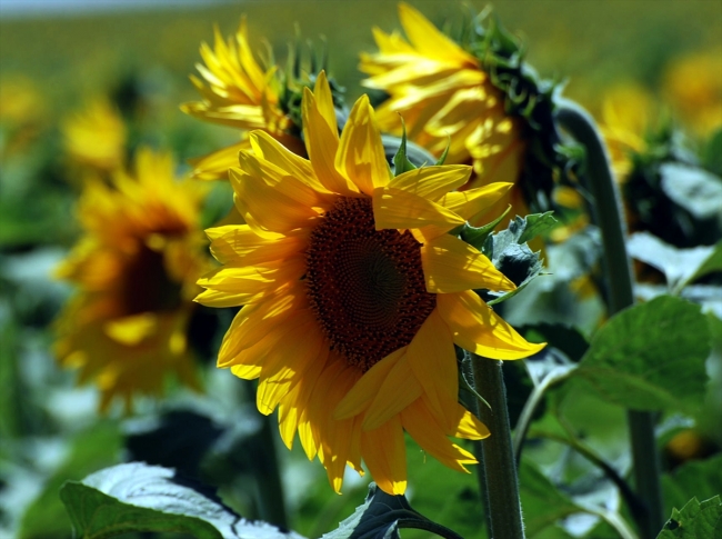 Ay çekirdeği üreticisinin yüzü gülecek