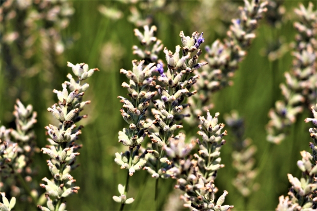 Lavanta balı hasadına başlandı