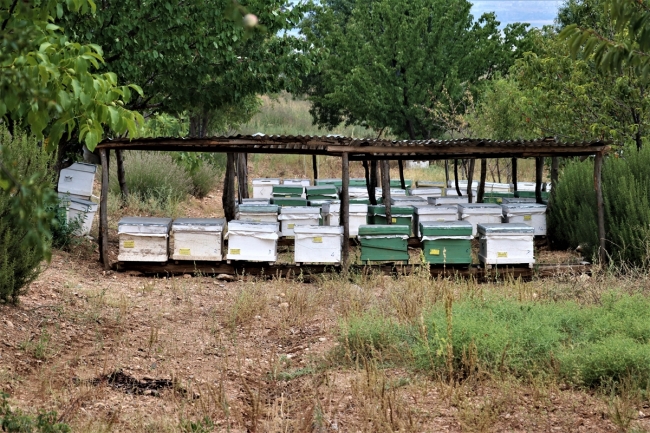 Lavanta balı hasadına başlandı