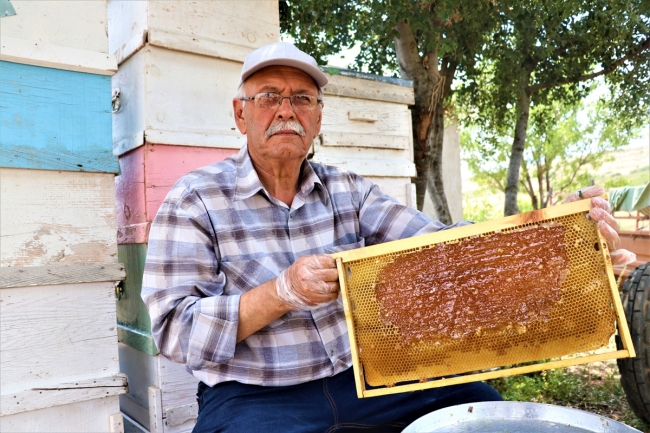Lavanta balı hasadına başlandı