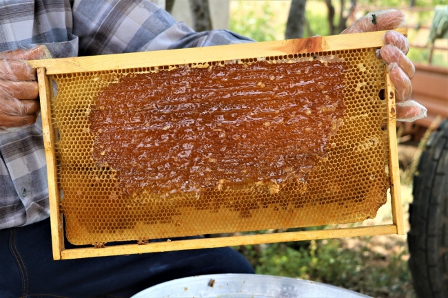 Lavanta balı hasadına başlandı