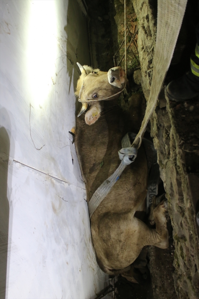 Kocaeli'de kaçan kurbanlığı sıkıştığı yerden itfaiye kurtardı