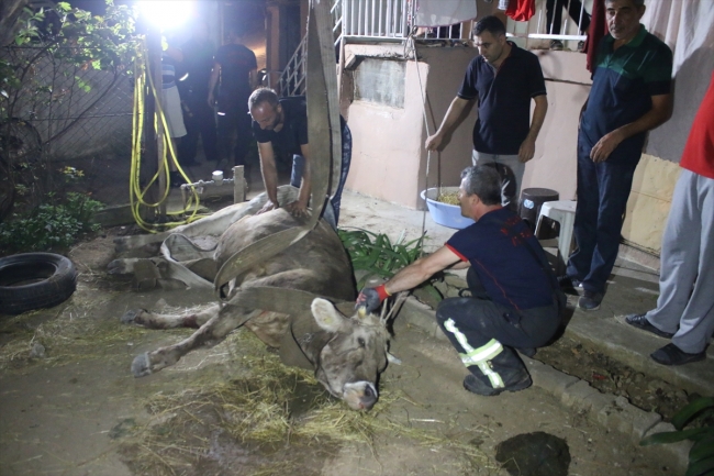 Kocaeli'de kaçan kurbanlığı sıkıştığı yerden itfaiye kurtardı