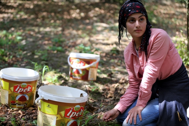 Mevsimlik tarım işçileri bayramı tarlada geçiriyor