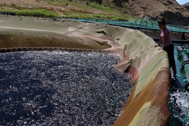 Elazığ'dan Avrupa ve Japonya'ya balık ihracatı