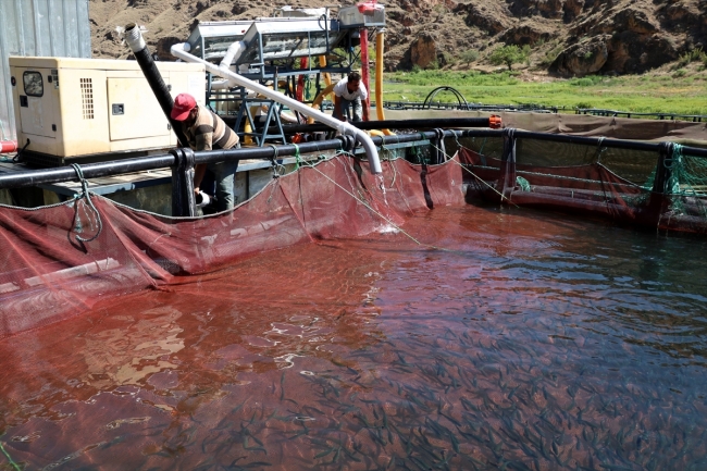 Elazığ'dan Avrupa ve Japonya'ya balık ihracatı