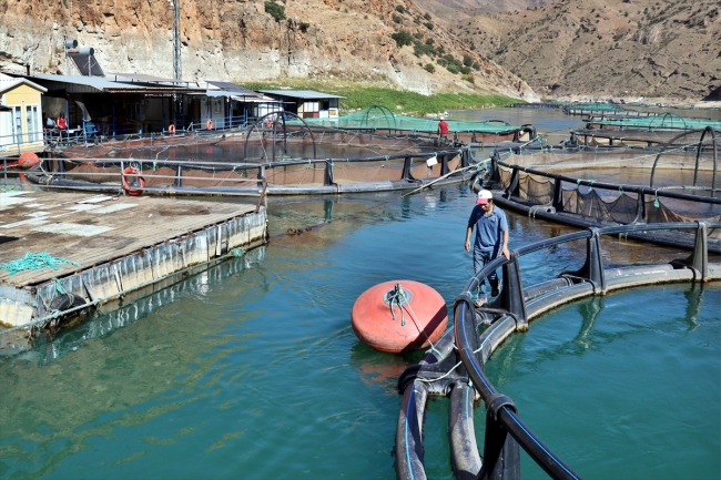 Elazığ'dan Avrupa ve Japonya'ya balık ihracatı