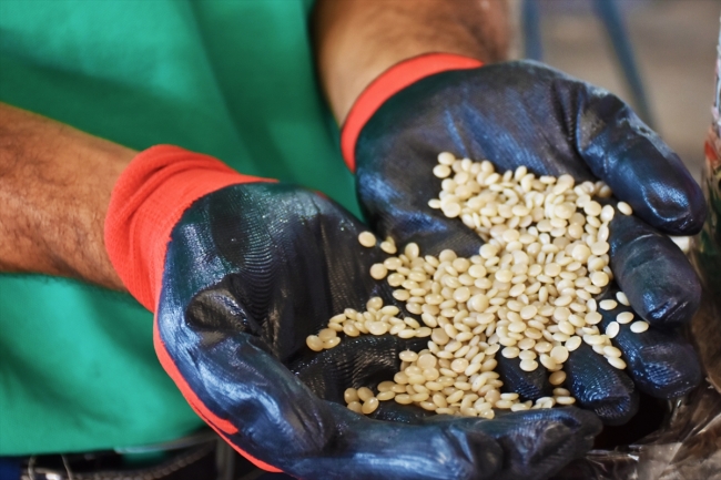 "Atık avcıları" temiz bir dünya için gece gündüz çalışıyor