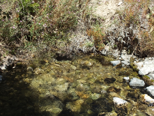 Sivas'ta üretilen alabalıklar Avrupa'da sofraları lezzetlendiriyor