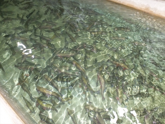 Sivas'ta üretilen alabalıklar Avrupa'da sofraları lezzetlendiriyor