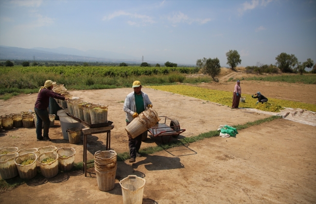 Üniversite öğrencilerinin bağ bozumu mesaisi