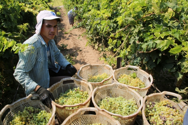 Üniversite öğrencilerinin bağ bozumu mesaisi