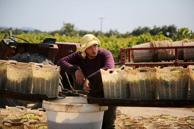 Üniversite öğrencilerinin bağ bozumu mesaisi