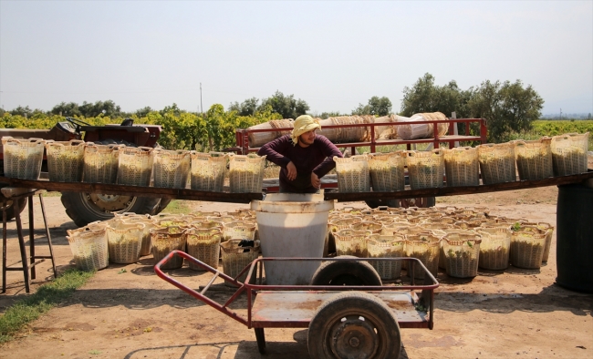 Üniversite öğrencilerinin bağ bozumu mesaisi