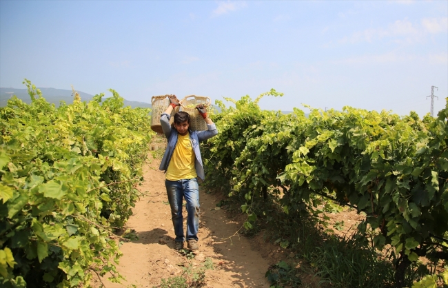 Üniversite öğrencilerinin bağ bozumu mesaisi