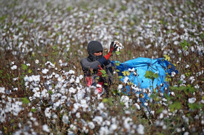 Beyaza bürünen tarlalarda sıcak hava işçileri zorluyor
