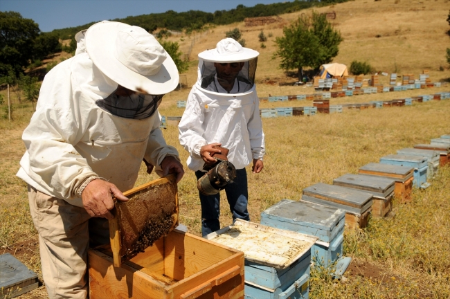 Bingöl balına coğrafi işaret çalışması