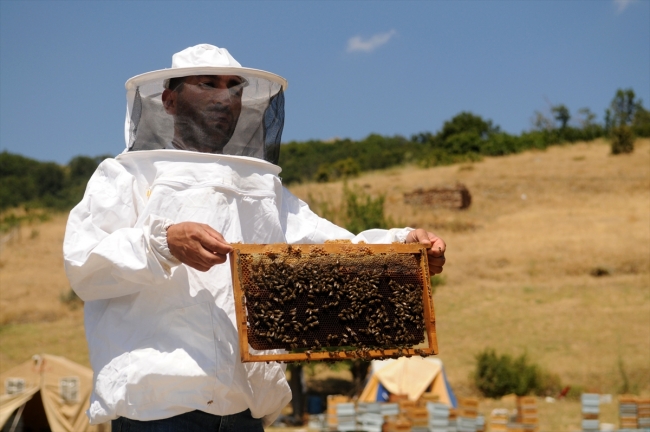 Bingöl balına coğrafi işaret çalışması