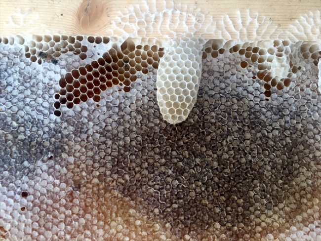 Bingöl balına coğrafi işaret çalışması