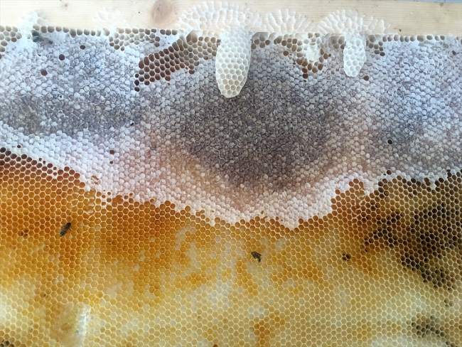 Bingöl balına coğrafi işaret çalışması