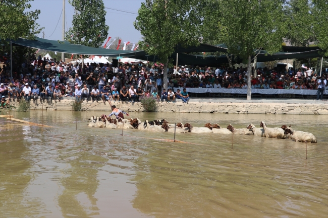 Denizli'nin 8 asırlık "Sudan Koyun Geçirme Yarışması"