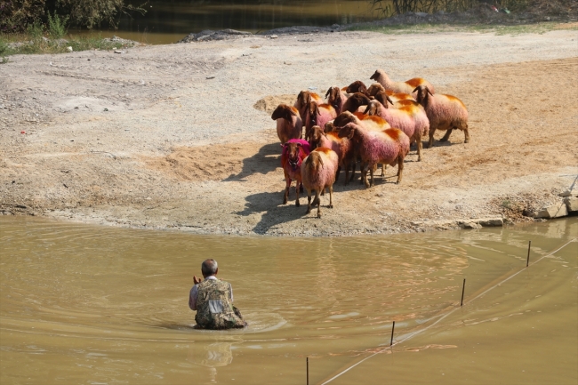 Denizli'nin 8 asırlık "Sudan Koyun Geçirme Yarışması"