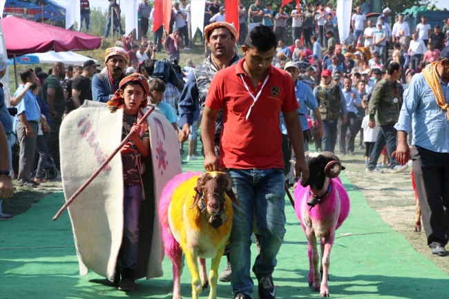 Denizli'nin 8 asırlık "Sudan Koyun Geçirme Yarışması"