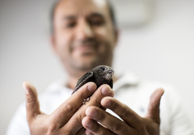 Ankara'da bulunan ebabil kuşu emin ellerde