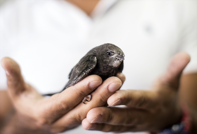 Ankara'da bulunan ebabil kuşu emin ellerde
