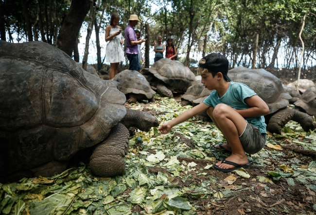 Dev kaplumbağaların yuvası: Changuu Adası