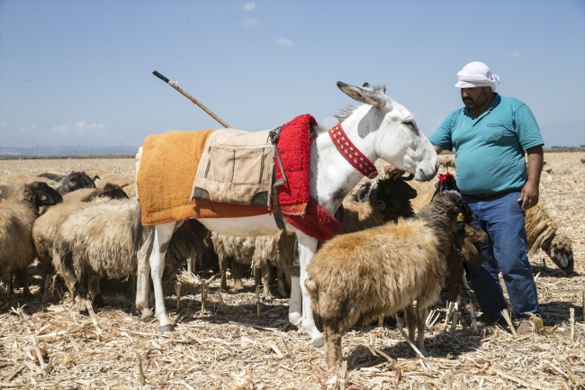 Nesli tükenme tehlikesinde olan beyaz eşekler koruma altına alındı