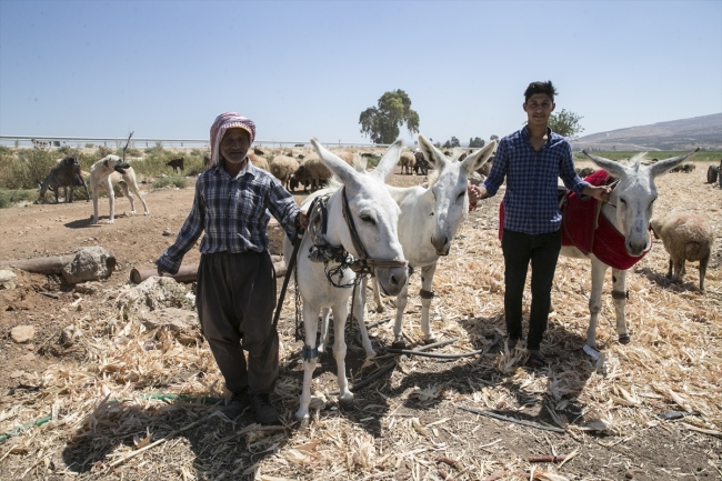 Nesli tükenme tehlikesinde olan beyaz eşekler koruma altına alındı