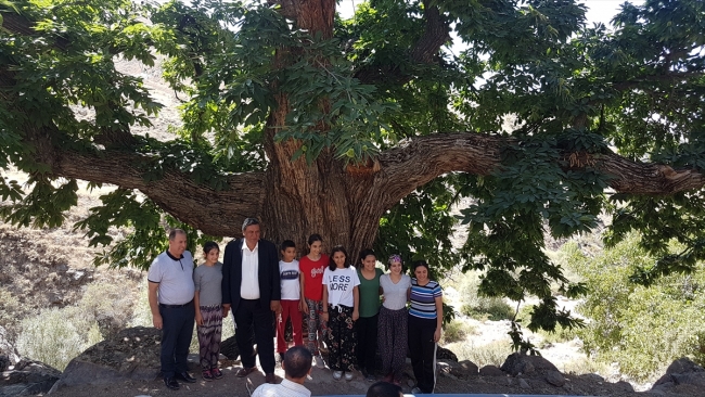 500 yıllık kestane ağacının hikayesi nesilden nesile aktarılıyor
