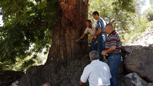 500 yıllık kestane ağacının hikayesi nesilden nesile aktarılıyor